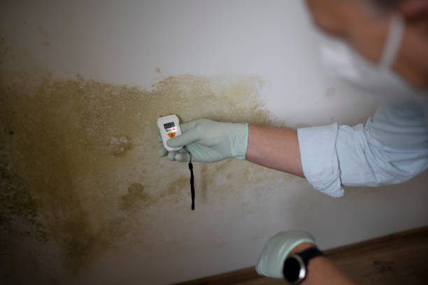 Best Residential Mold Remediation in Mickleton, NJ