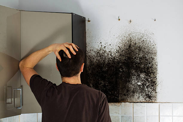 Best HVAC Mold Remediation in Mickleton, NJ